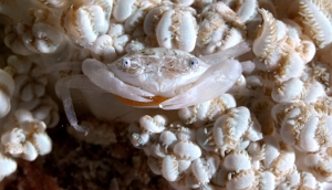 Raja Ampat 2019 - DSC07875_rcc - Xenia swimming crab - Crabe nageur - Caphyra sp 1